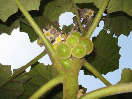 фрукт питахайя: ее свойства и применение